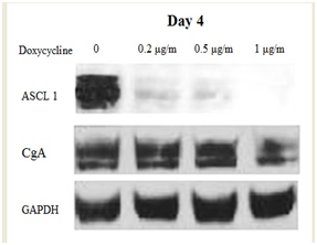 Click here to view Large Image